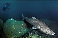 Le requin du Groenland peut mesurer jusqu'à 5 mètres de long. 

