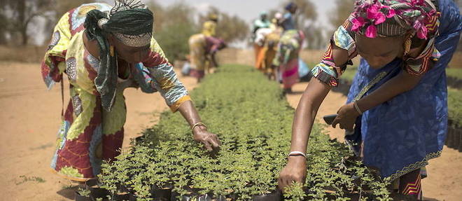 Pour chaque dollar americain investi dans l'effort massif visant a stopper la degradation des terres sur le continent africain, du Senegal a l'ouest a Djibouti a l'est, les investisseurs peuvent s'attendre a un retour sur investissement viable, selon une etude de la FAO parue le 18 novembre dernier.
