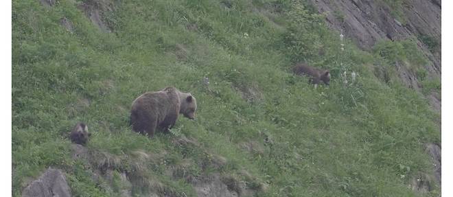 Caramelles et ses deux oursons le 10 juin 2021 dans la vallee de l'Estours.
