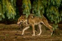 Un loup observ&eacute; dans le Calvados, une premi&egrave;re depuis 100 ans