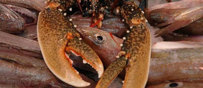 Les homards sont des etres sensibles, selon une etude de la London School of Economics.
