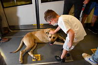 Boji dans le metro, le 4 octobre. Ce chien errant qui emprunte les transports publics est devenu une mascotte a Istanbul.
