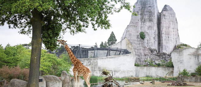 La rehabilitation du Grand Rocher vient s'ajouter a un vaste programme de renovation du zoo commence en 2008 pour un montant global de 167 millions d'euros.
