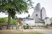 Zoo de Vincennes&nbsp;: le Grand Rocher s&rsquo;offre un lifting &agrave; grands frais