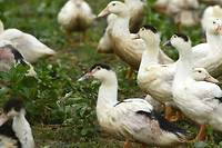 Grippe aviaire: des centaines de milliers de canards abattus ou en passe de l'&ecirc;tre