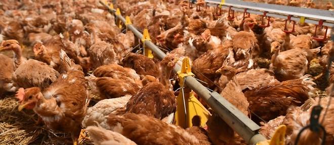 Grippe aviaire: un premier foyer en elevage detecte dans le Nord de la France