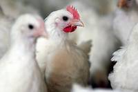 La grippe aviaire frappe un premier &eacute;levage de volailles fran&ccedil;ais