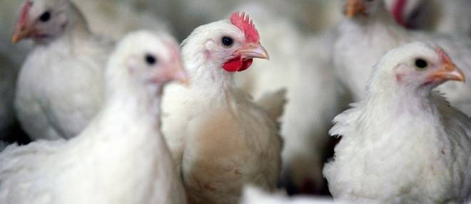 La grippe aviaire frappe un premier elevage de volailles francais