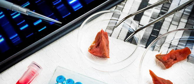 La viande de laboratoire, un plat d'avenir ?
