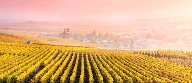 Lever de soleil sur Oger (Marne) et la cote des Blancs. La Champagne a son tour a pris un certain nombre de mesures en faveur de l'environnement.
