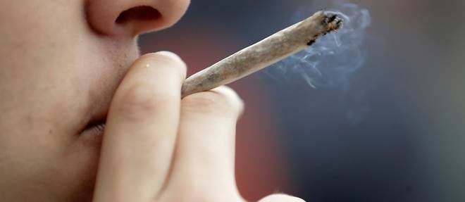 Le cannabis demeure la drogue la plus consommee en France, selon une etude