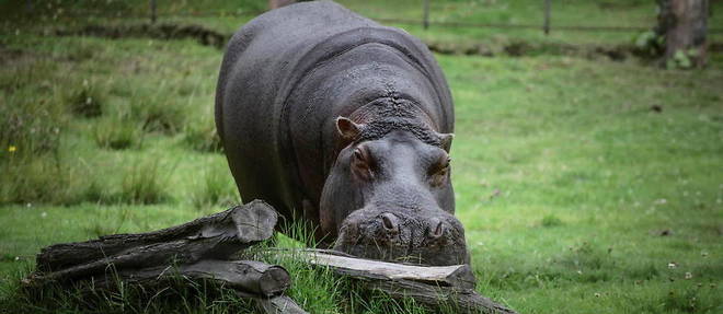 Deux hippopotames du zoo d'Anvers ont ete testes positifs au Covid-19.
