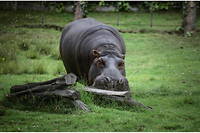 Deux hippopotames du zoo d'Anvers ont été testés positifs au Covid-19.
