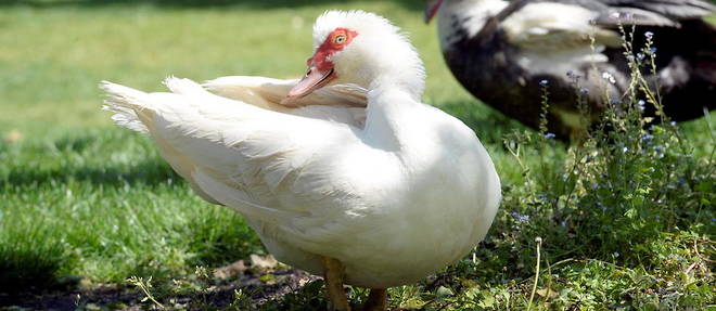 << Ce week-end, un nouveau foyer d'influenza aviaire a ete decouvert sur la commune de Winnezeele >>, a indique la prefecture du Nord dans un communique. (Photo d'illustration).
