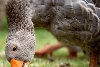 Grippe aviaire: un total de cinq &eacute;levages touch&eacute;s en France, tous dans le Nord