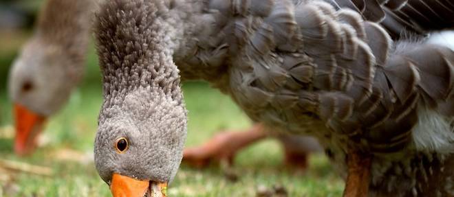Grippe aviaire: un total de cinq elevages touches en France, tous dans le Nord
