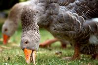 Grippe aviaire: un total de cinq &eacute;levages touch&eacute;s en France, tous dans le Nord