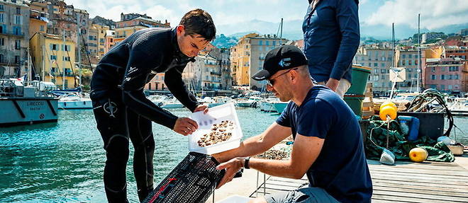 Sur le Vieux-Port de Bastia, le Pr Antoine Aiello (a dr.), directeur de Stella Mare, supervise la reintroduction des juveniles en pleine mer.