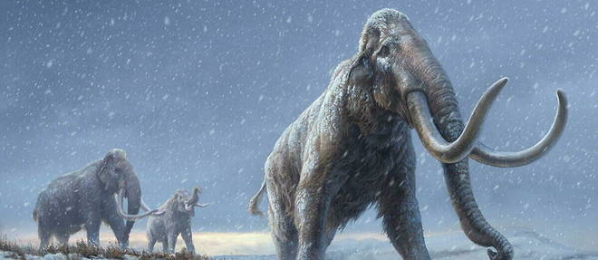 Grace a l'analyse de restes d'ADN preleves dans des sols geles, un archeologue specialise dans l'ADN ancien a decouvert que le mammouth laineux a en realite survecu jusqu'il y a 5 000 ans et n'avait pas disparu il y a 12 000 ans comme l'avait etabli la science jusque-la. (Image d'illustration)
