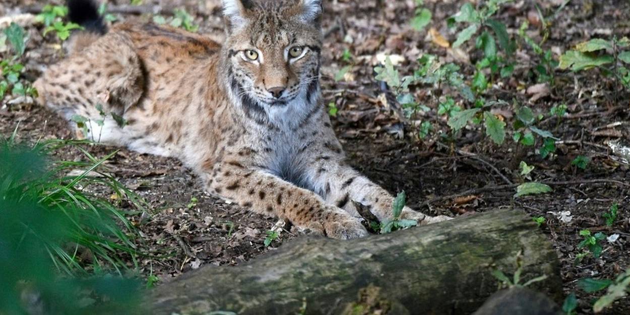 Menacé d'extinction, le lynx fait son grand retour en France !