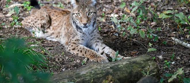 En France, un plan pour sauver le lynx, "parent pauvre" des grands predateurs