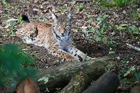 En France, un plan pour sauver le lynx, &quot;parent pauvre&quot; des grands pr&eacute;dateurs
