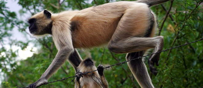 Les deux singes ont ete relaches dans une foret a proximite (illustration). 
