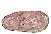 Un embryon de dinosaure parfaitement fossilis&eacute; s'appr&ecirc;tait &agrave; &eacute;clore comme un oiseau
