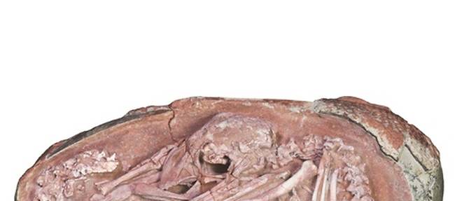Un embryon de dinosaure parfaitement fossilise s'appretait a eclore comme un oiseau