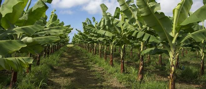 Guadeloupe: de l'usage important de pesticides malgre le traumatisme du chlordecone