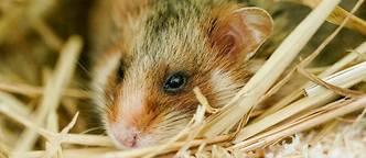 Selon les résultats d'une étude scientifique, les hamsters consomment régulièrement l’équivalent humain d’un litre et demi d’alcool à 95 % par jour. (Image d'illustration)