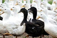 Grippe aviaire&nbsp;: 600&nbsp;000 volailles abattues en France en un mois