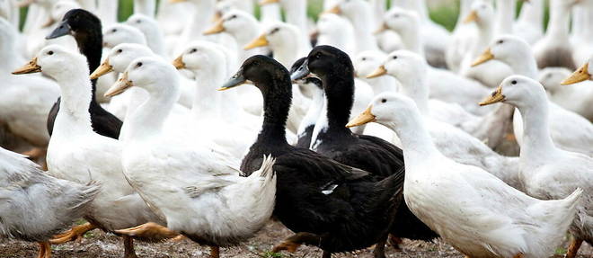 Plus de 600 000 volailles ont ete abattues en France depuis le premier cas de grippe aviaire detecte dans un elevage fin novembre, selon des chiffres provisoires du ministere de l'Agriculture. (image d'illustration)

