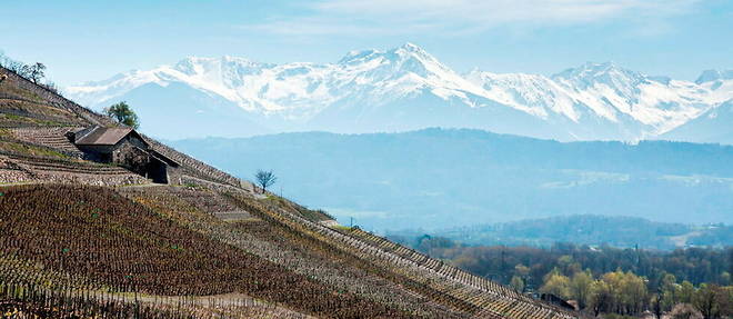 Les vignes tutoient les sommets et se deploient a une altitude comprise entre 250 et 500 metres.