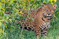 Le jaguar retrouve peu &agrave; peu son habitat naturel en Argentine