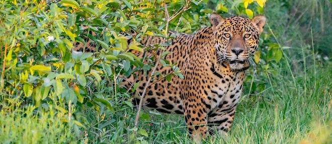 Le jaguar retrouve peu a peu son habitat naturel en Argentine