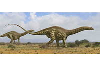 Les sauropodes figurent parmi les espèces terrestres les plus imposantes de l'histoire de la vie. 
