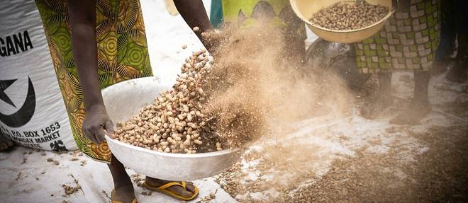 Centrafrique: la filiere de l'arachide freinee par le conflit