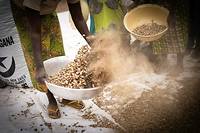 Centrafrique: la fili&egrave;re de l'arachide frein&eacute;e par le conflit