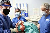 Un cœur issu d’un porc génétiquement modifié a été greffé sur un homme, une première mondiale réalisée par l’école de médecine de l’université du Maryland.
