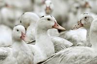 Plus de 150 &eacute;levages touch&eacute;s par la grippe aviaire en France