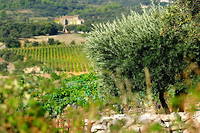 Mas de Lunès, Vignobles Jeanjean, Languedoc.

