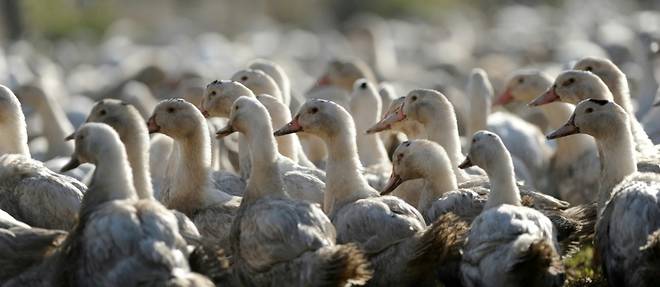 Grippe aviaire: l'Etat projette d'abattre plus d'un million d'animaux supplementaires