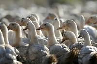 Abattages massifs de volailles dans le Sud-Ouest pour endiguer la grippe aviaire
