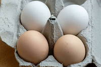 Les règlements européens stipulent que les œufs d’élevage peuvent être commercialisés sous l’appellation « plein air » pour une durée de 16 semaines.
