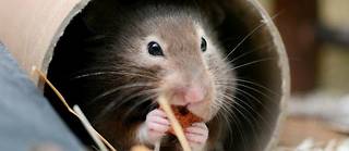 Hongkong a l'intention de se débarrasser des hamsters et autres rongeurs atteints par le Covid-19. 
