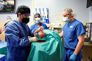  Des membres de l’équipe du docteur Bartley Griffith manipulent le cœur du porc qu’a reçu David Bennett, un patient de 57 ans, à Baltimore, le 7 janvier.  ©Zuma/ABACA