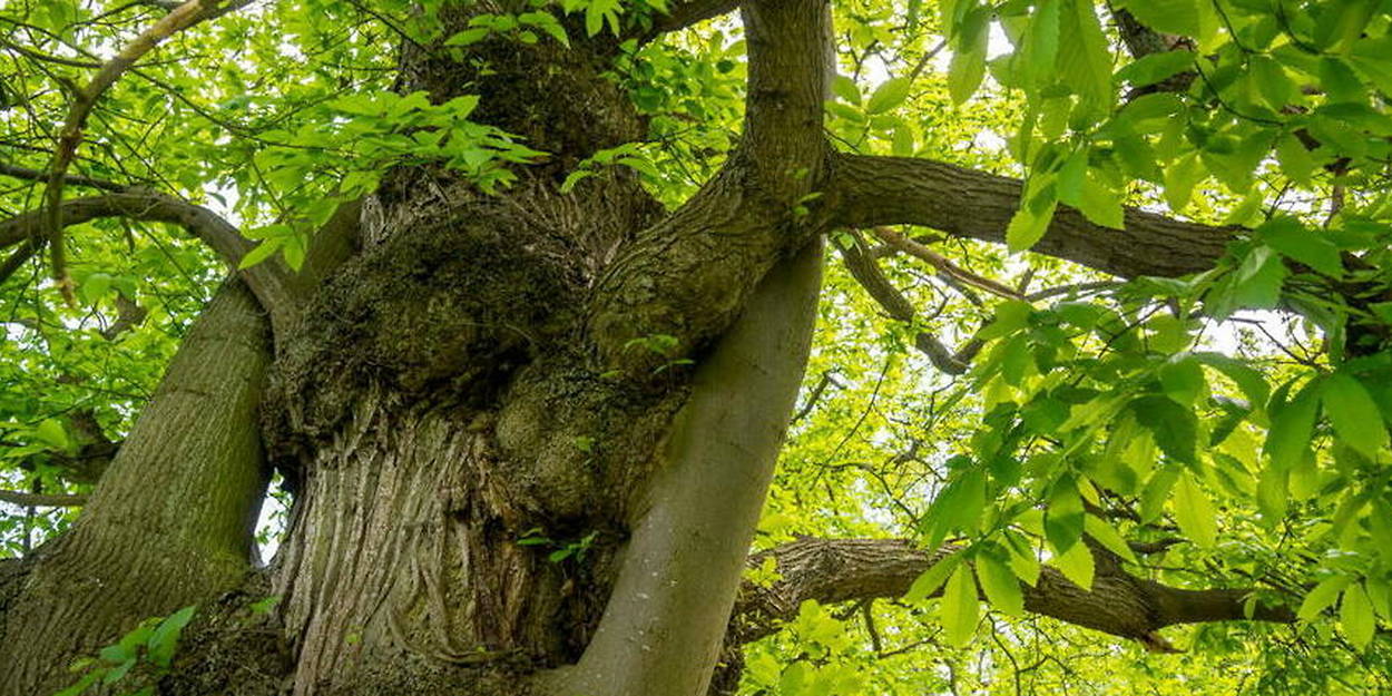 Découvrez le plus bel arbre de France, un spécimen de… 330 ans !