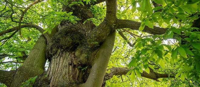 Un chataignier de 330 ans vient d'etre designe plus bel arbre de France.
