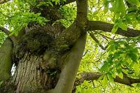 Un châtaignier de 330 ans vient d'être désigné plus bel arbre de France.
